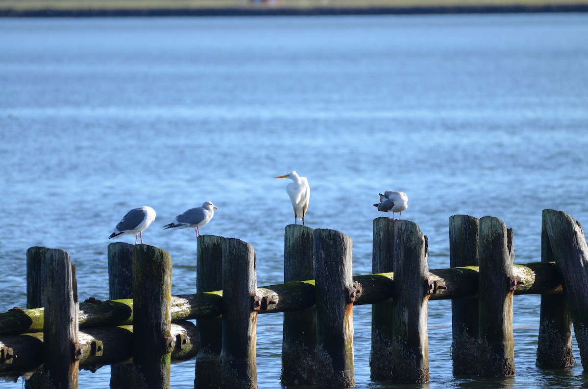 Great Egret - ML396242391