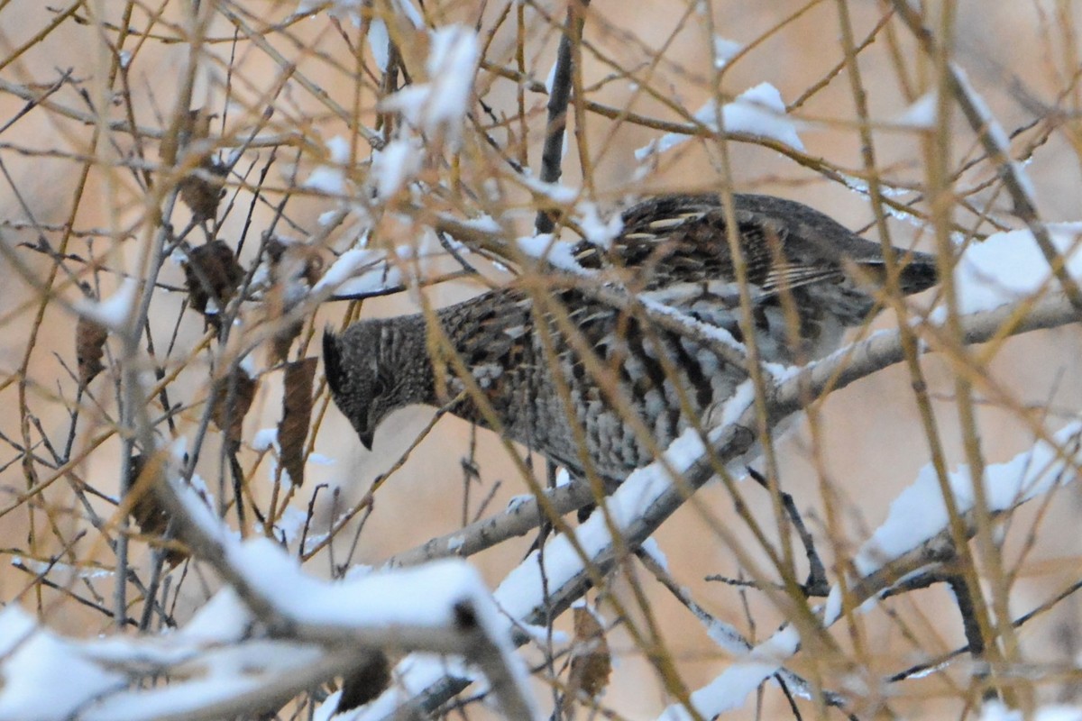 Ruffed Grouse - ML396242431