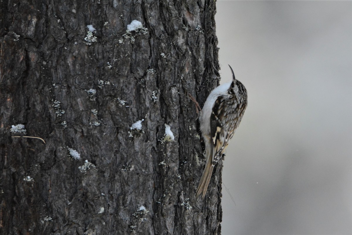 Brown Creeper - Robert  Whetham