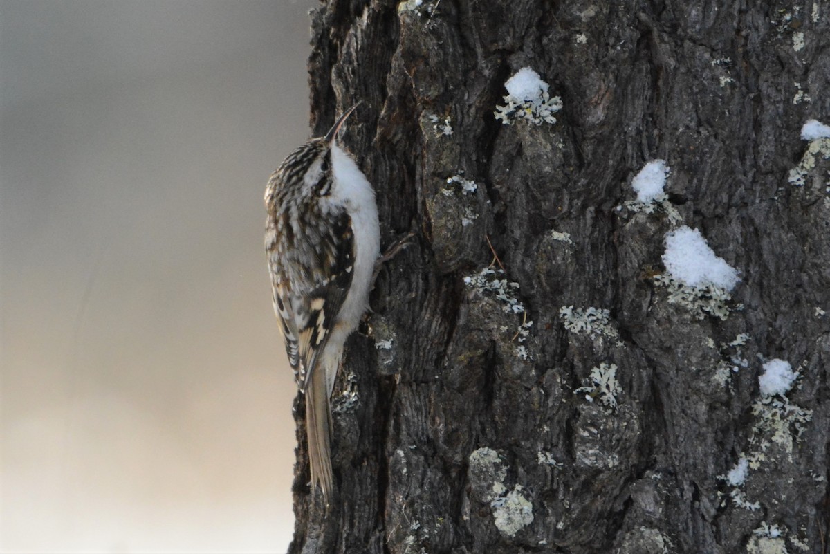 Brown Creeper - Robert  Whetham