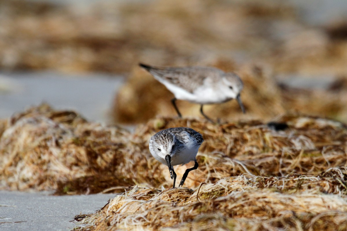 Western Sandpiper - ML396243781