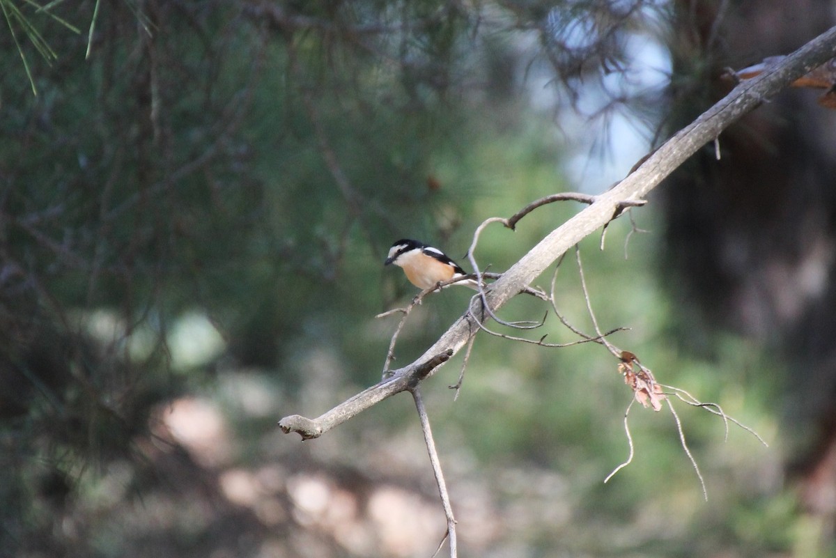 Masked Shrike - Paul Chapman