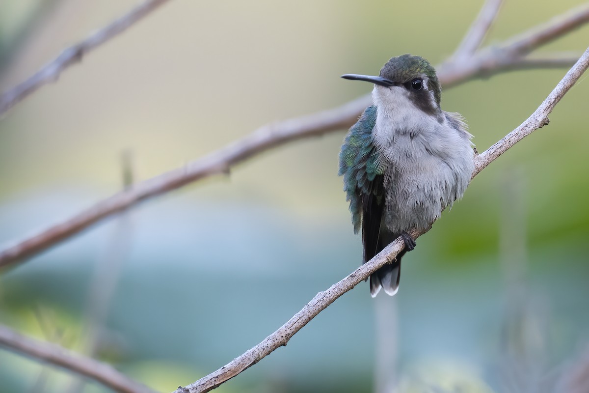 Red-billed Emerald - ML396244201