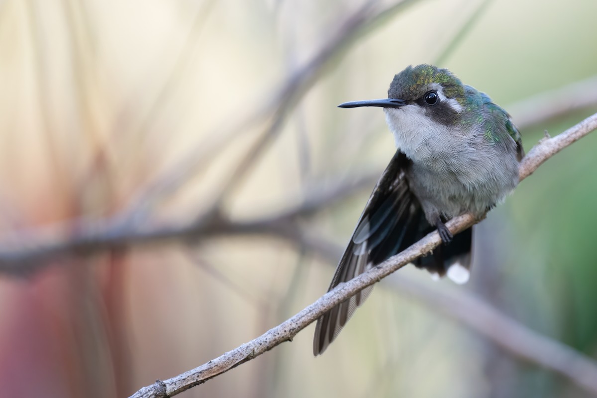 Red-billed Emerald - Ben  Lucking