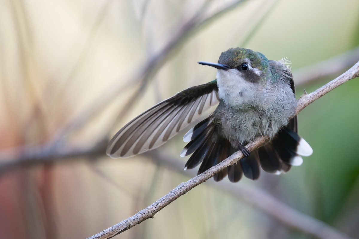 Red-billed Emerald - ML396244251