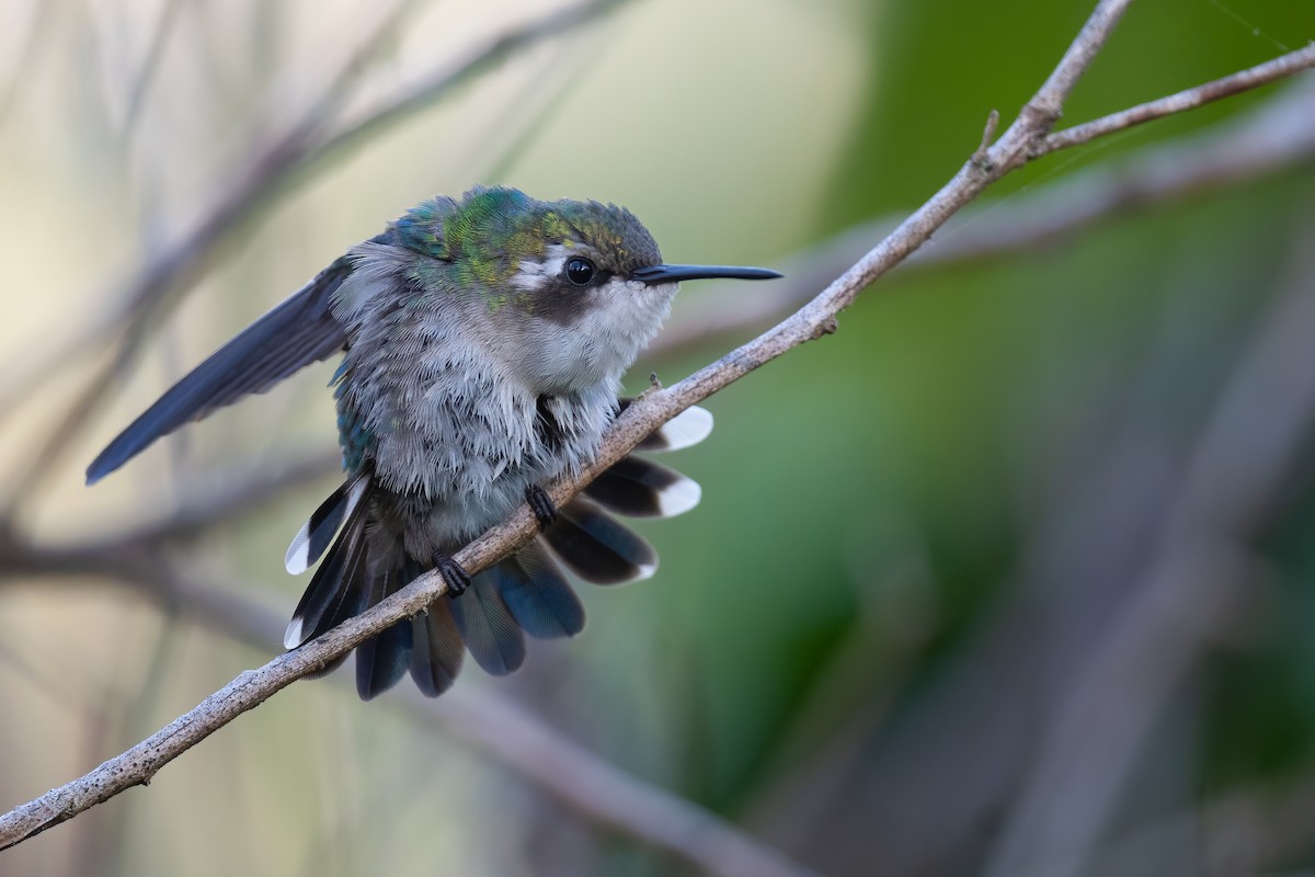 Red-billed Emerald - ML396244261