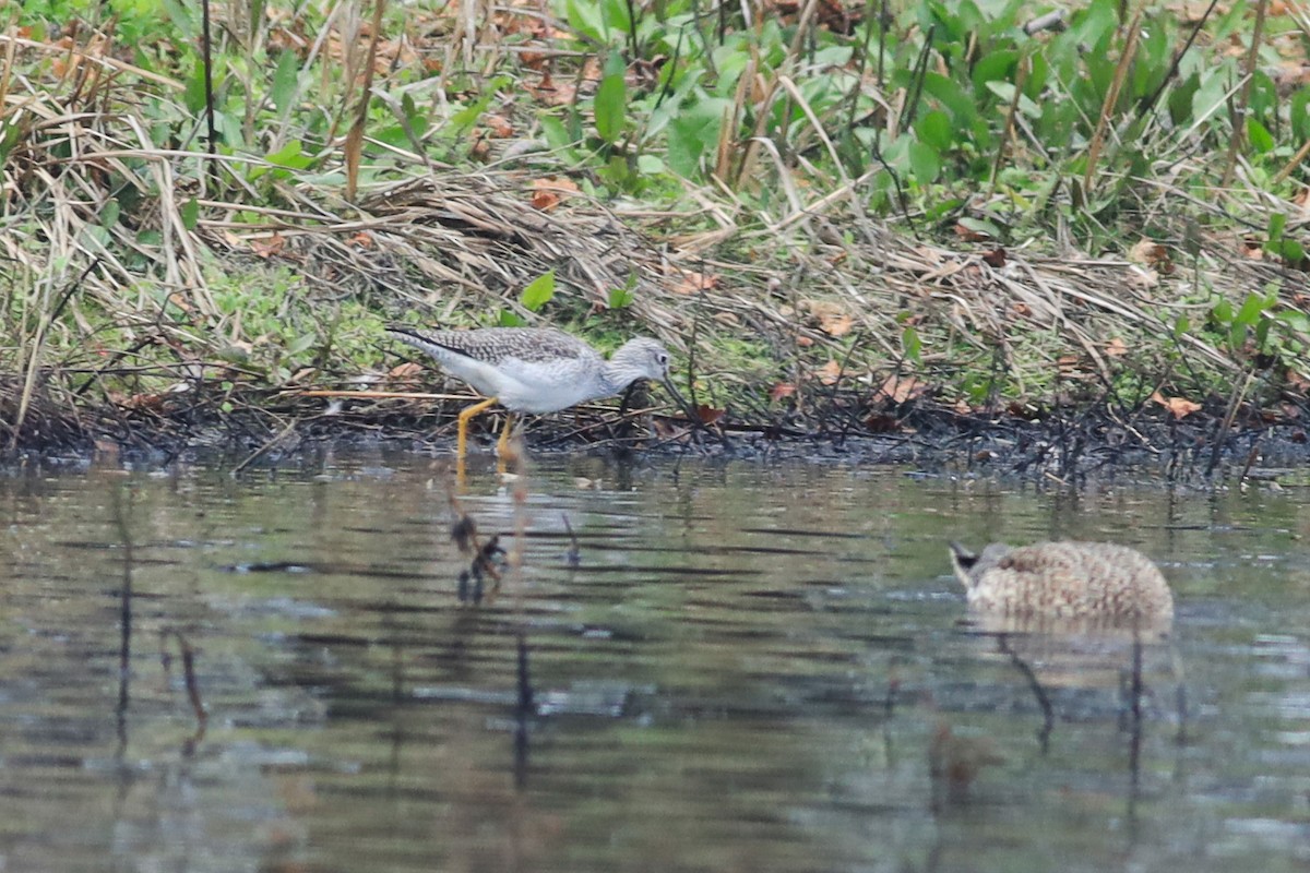 gulbeinsnipe - ML396246141