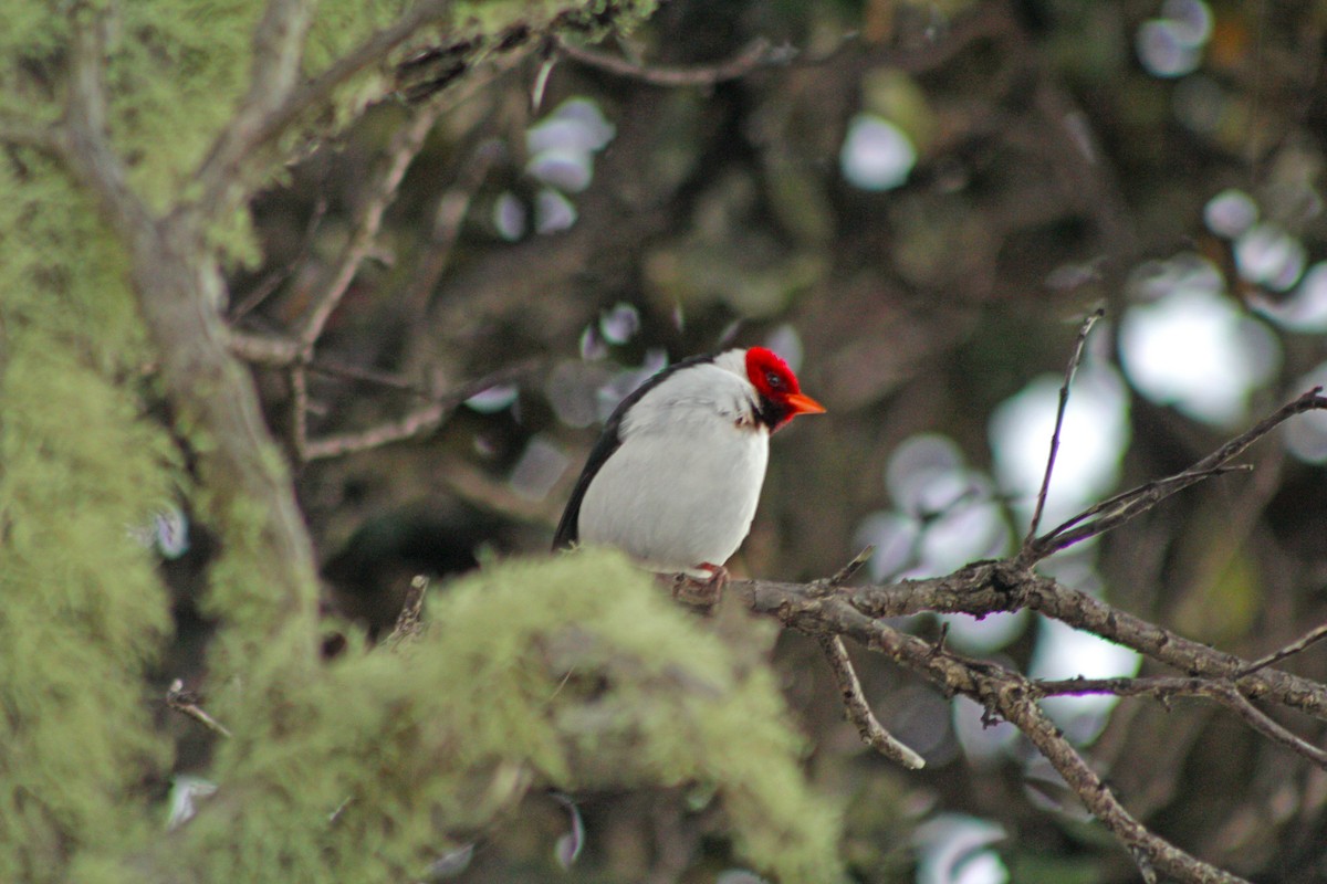 Yellow-billed Cardinal - Manna Parseyan