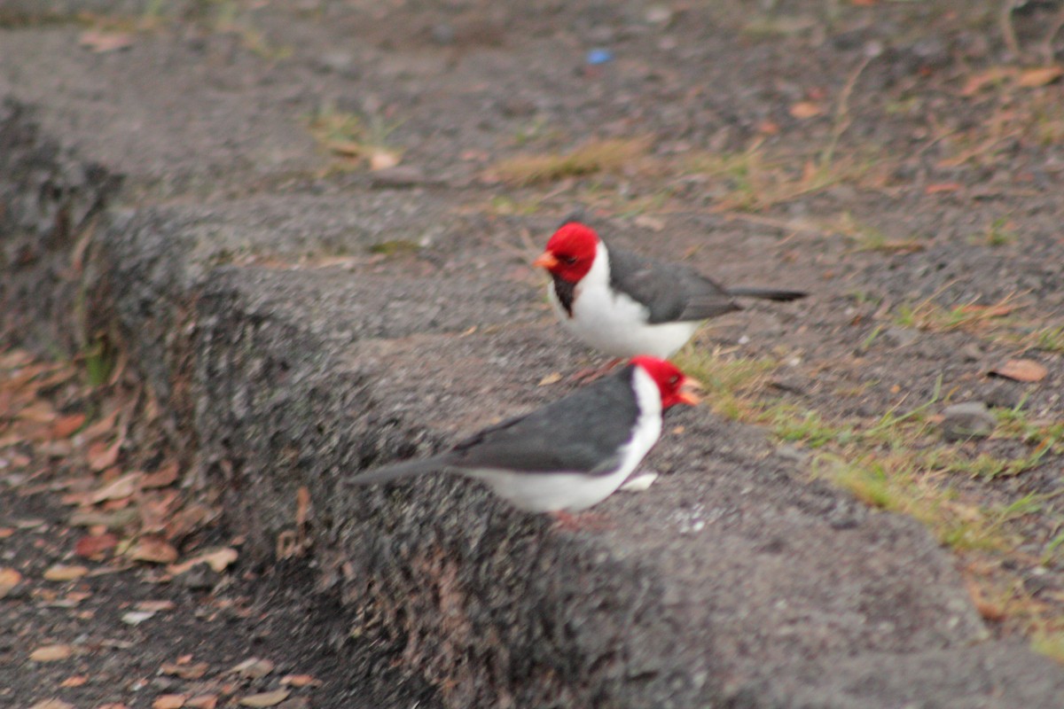 Yellow-billed Cardinal - ML396247521