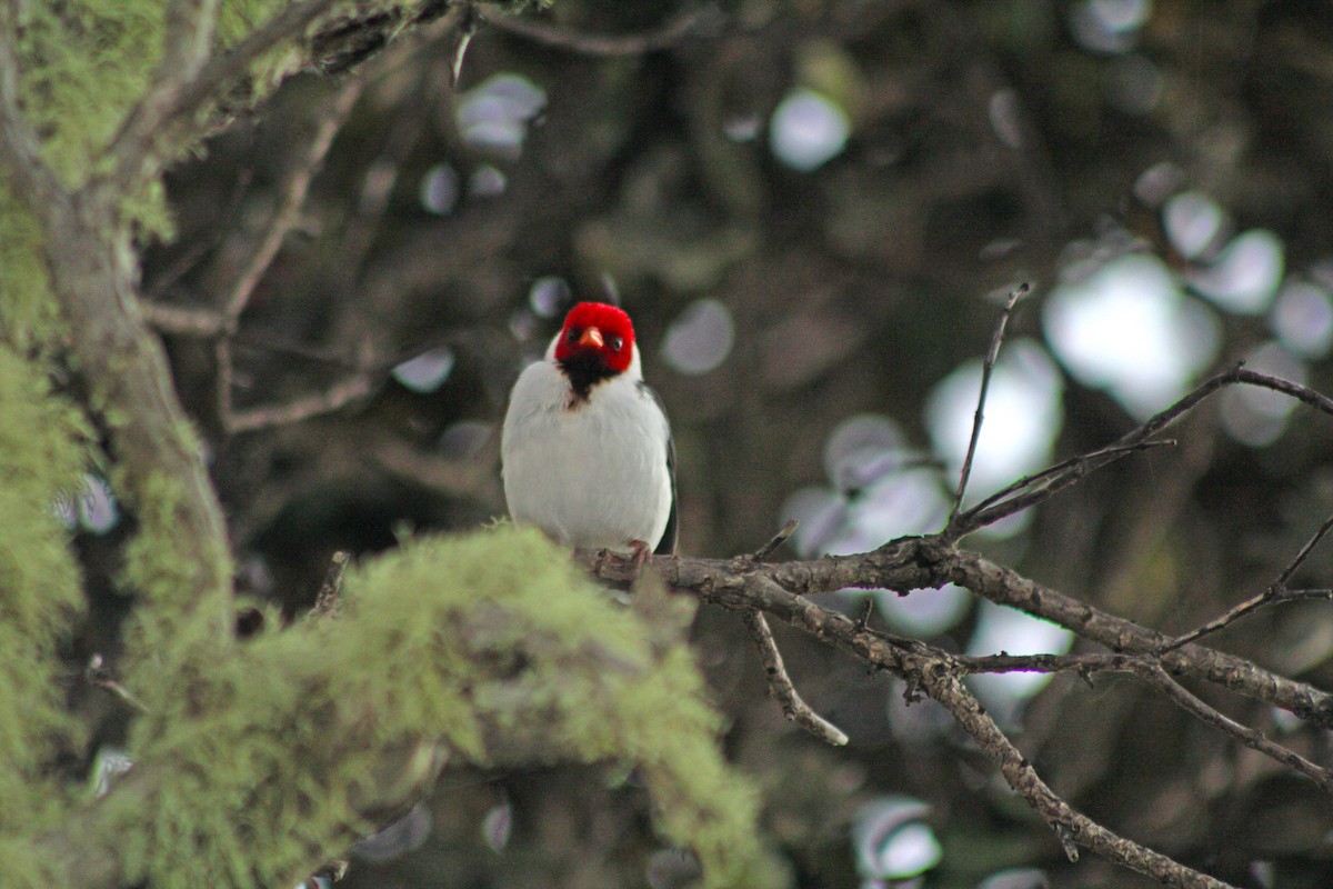 Yellow-billed Cardinal - Manna Parseyan