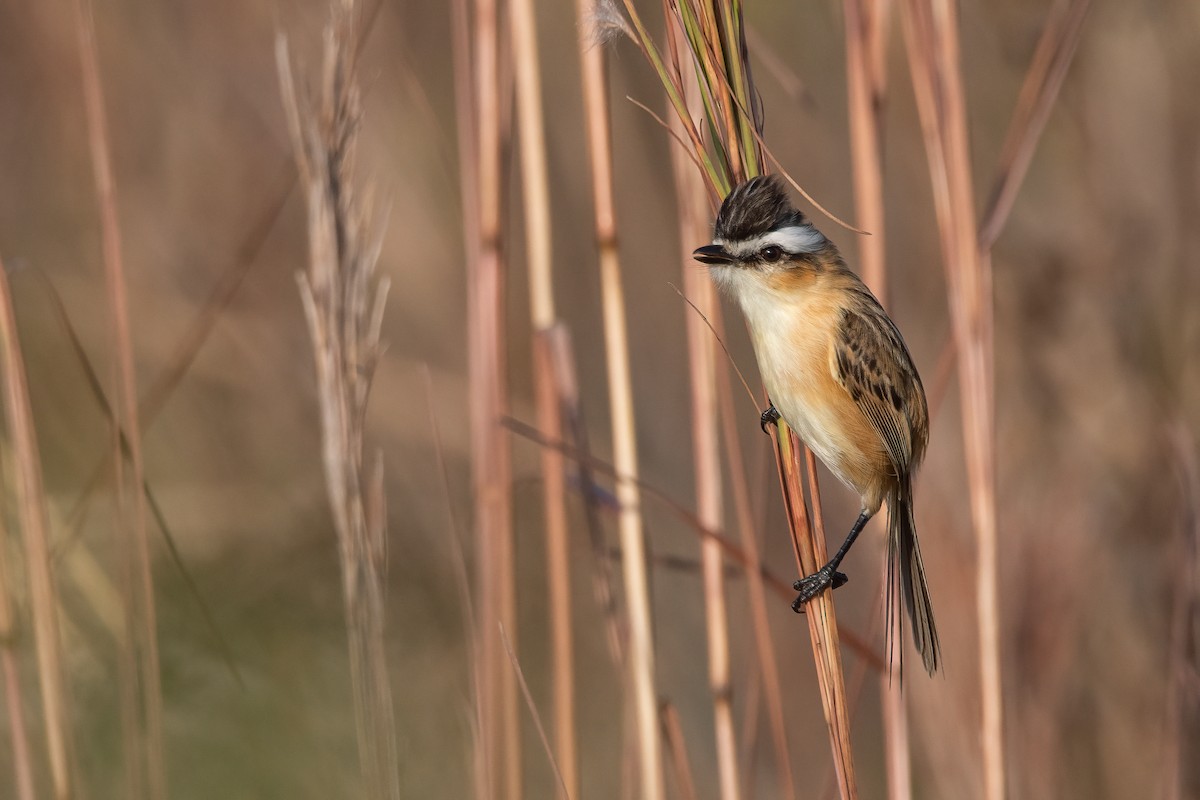 Sharp-tailed Tyrant - Pablo Re