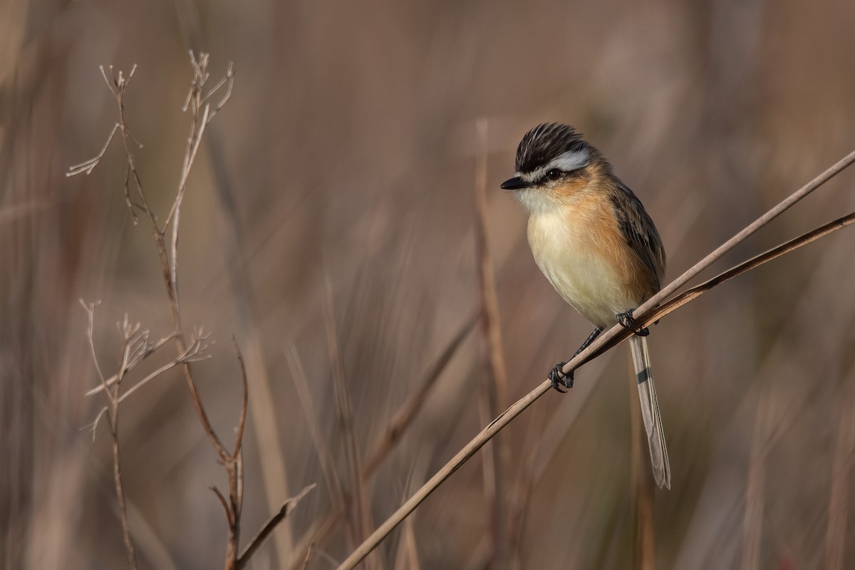 Sharp-tailed Tyrant - Pablo Re