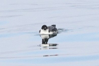 Ancient Murrelet - ML396250731