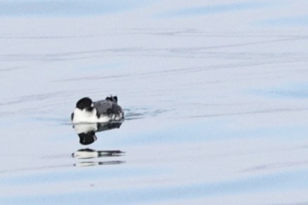 Ancient Murrelet - ML396250741