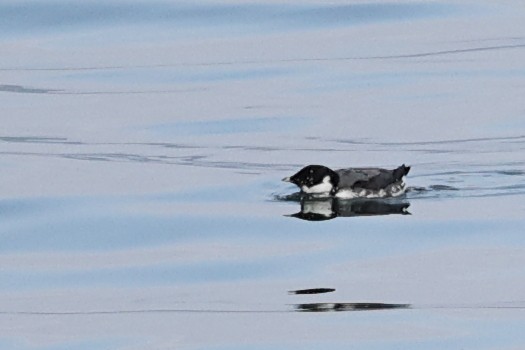 Ancient Murrelet - ML396250751
