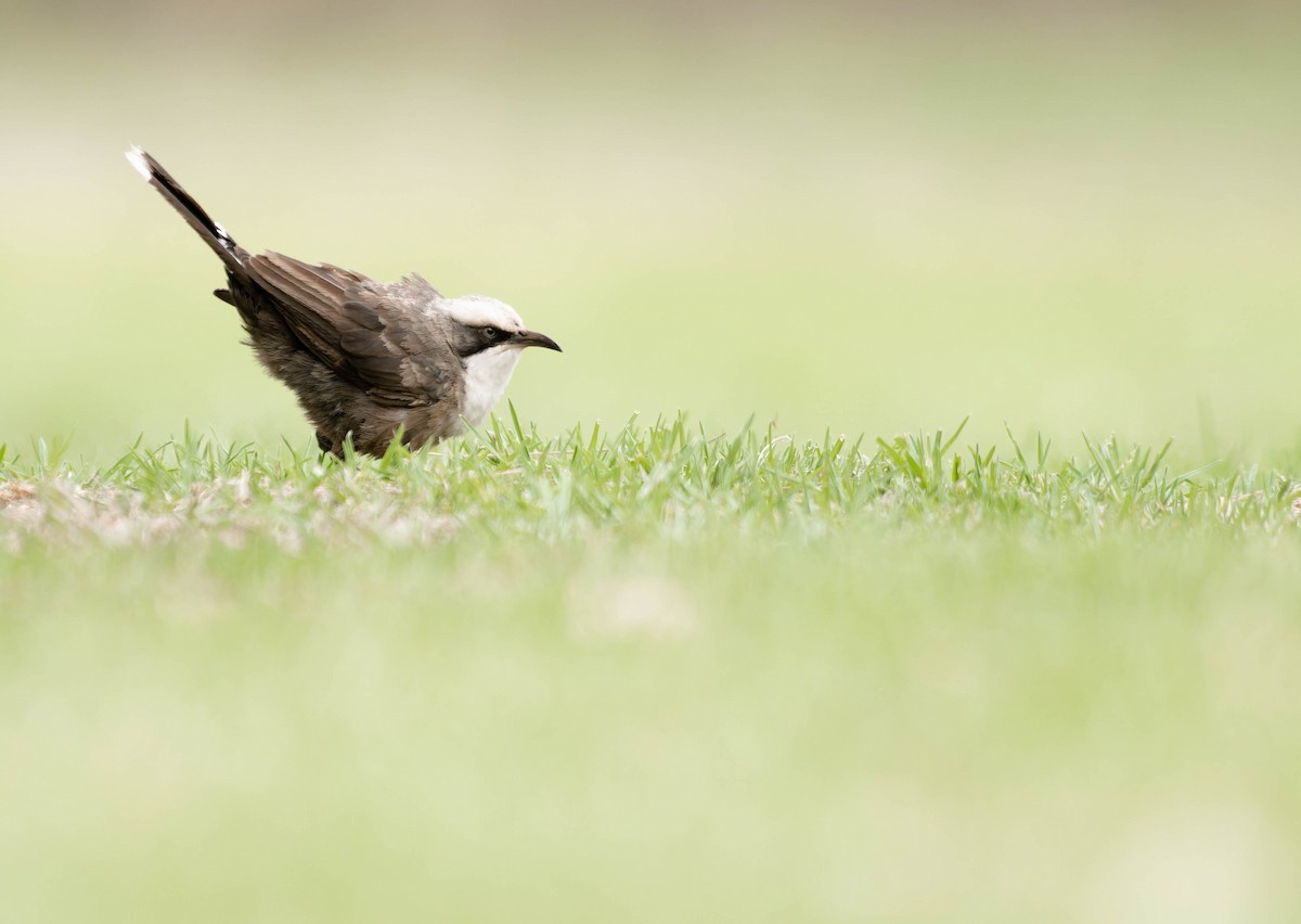 Gray-crowned Babbler - ML396251101