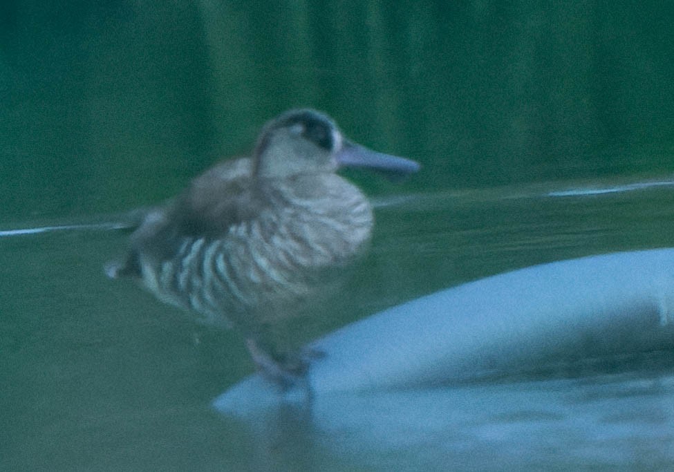 Pink-eared Duck - ML396251921