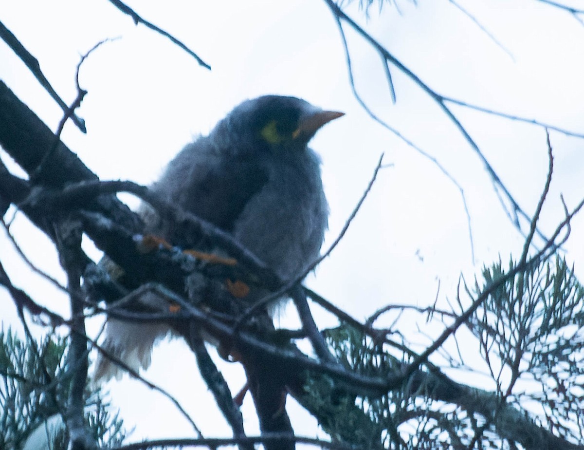 Noisy Miner - Zebedee Muller