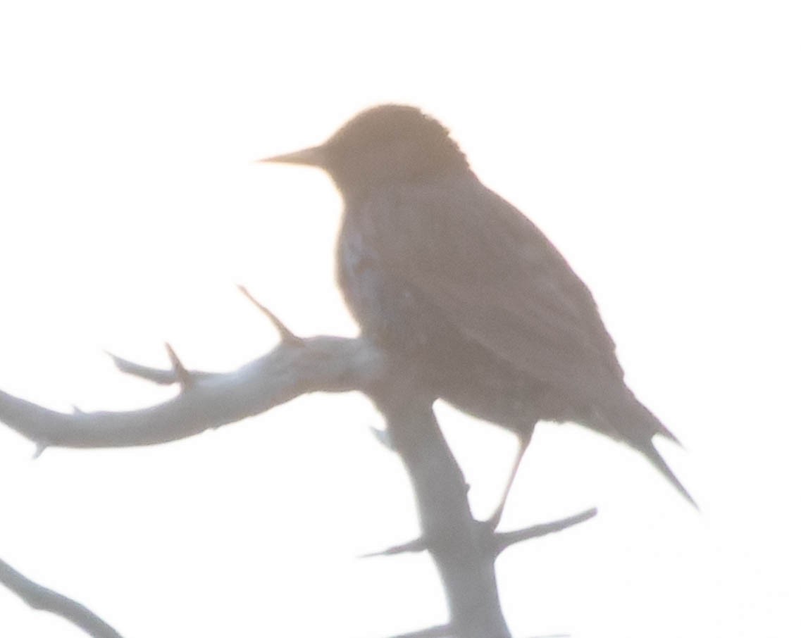 European Starling - ML396251971