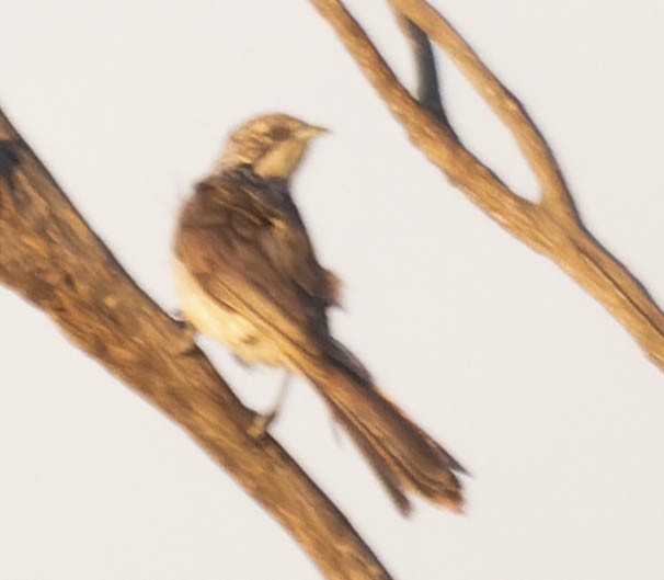 Striped Honeyeater - ML396251991