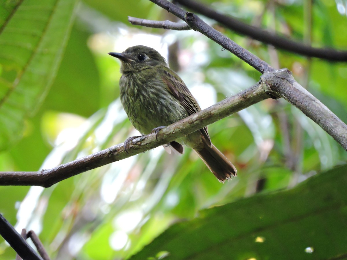 Olive-striped Flycatcher - Edwin Munera
