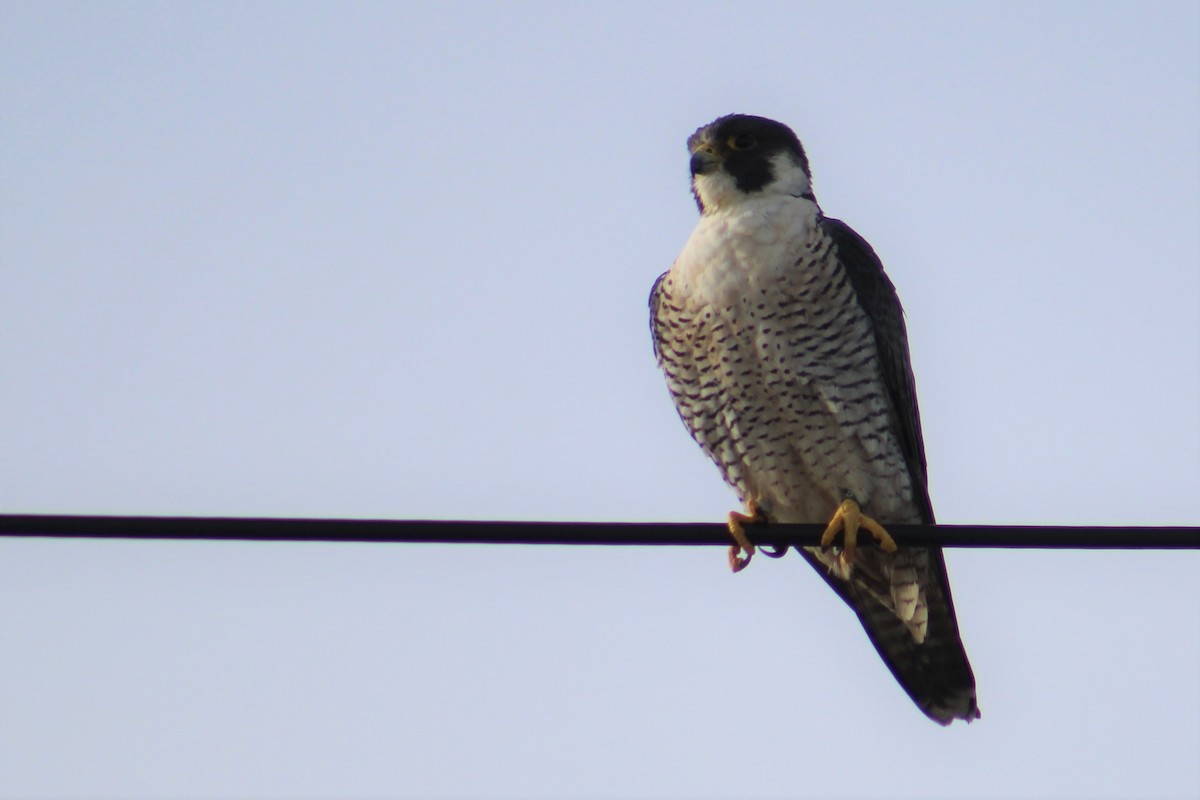 Peregrine Falcon - ML396252891