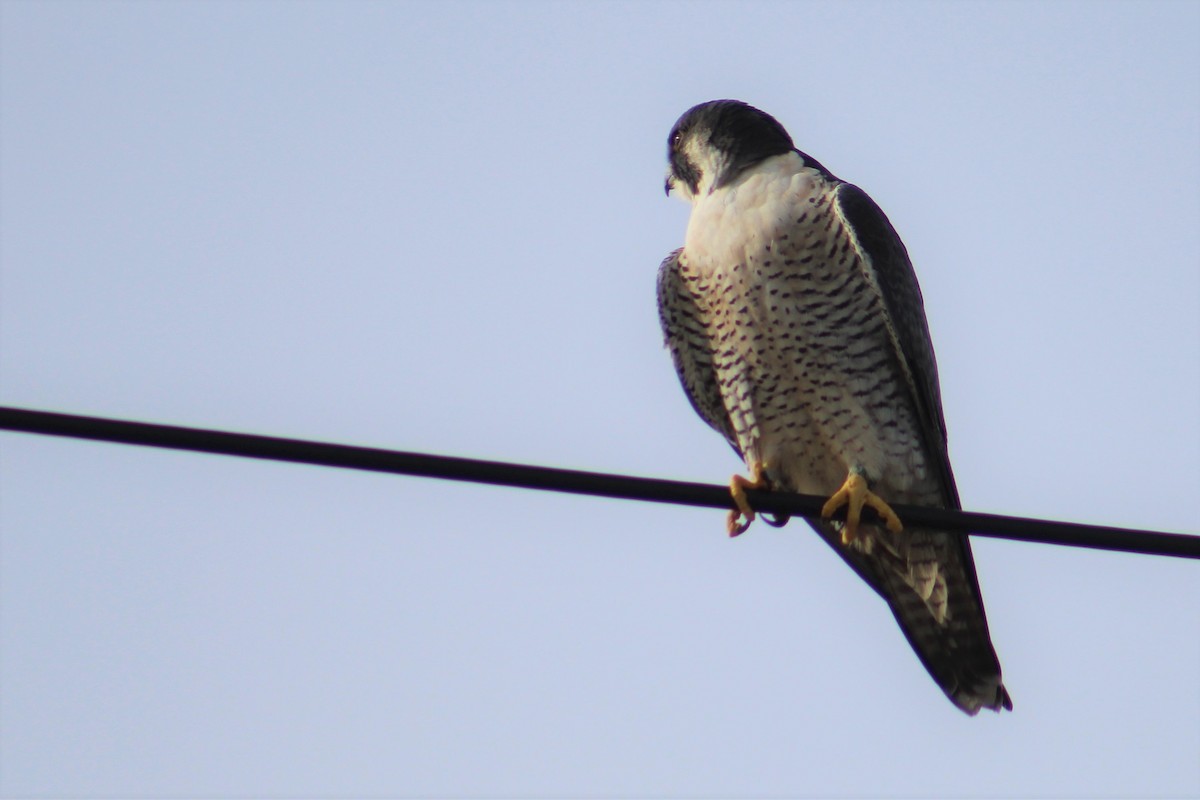 Peregrine Falcon - ML396253011