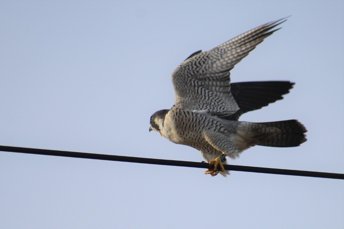 Peregrine Falcon - ML396253051