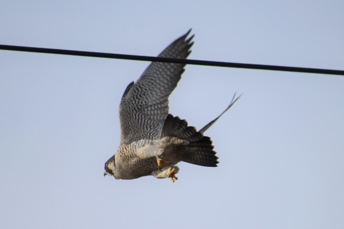 Peregrine Falcon - ML396253071