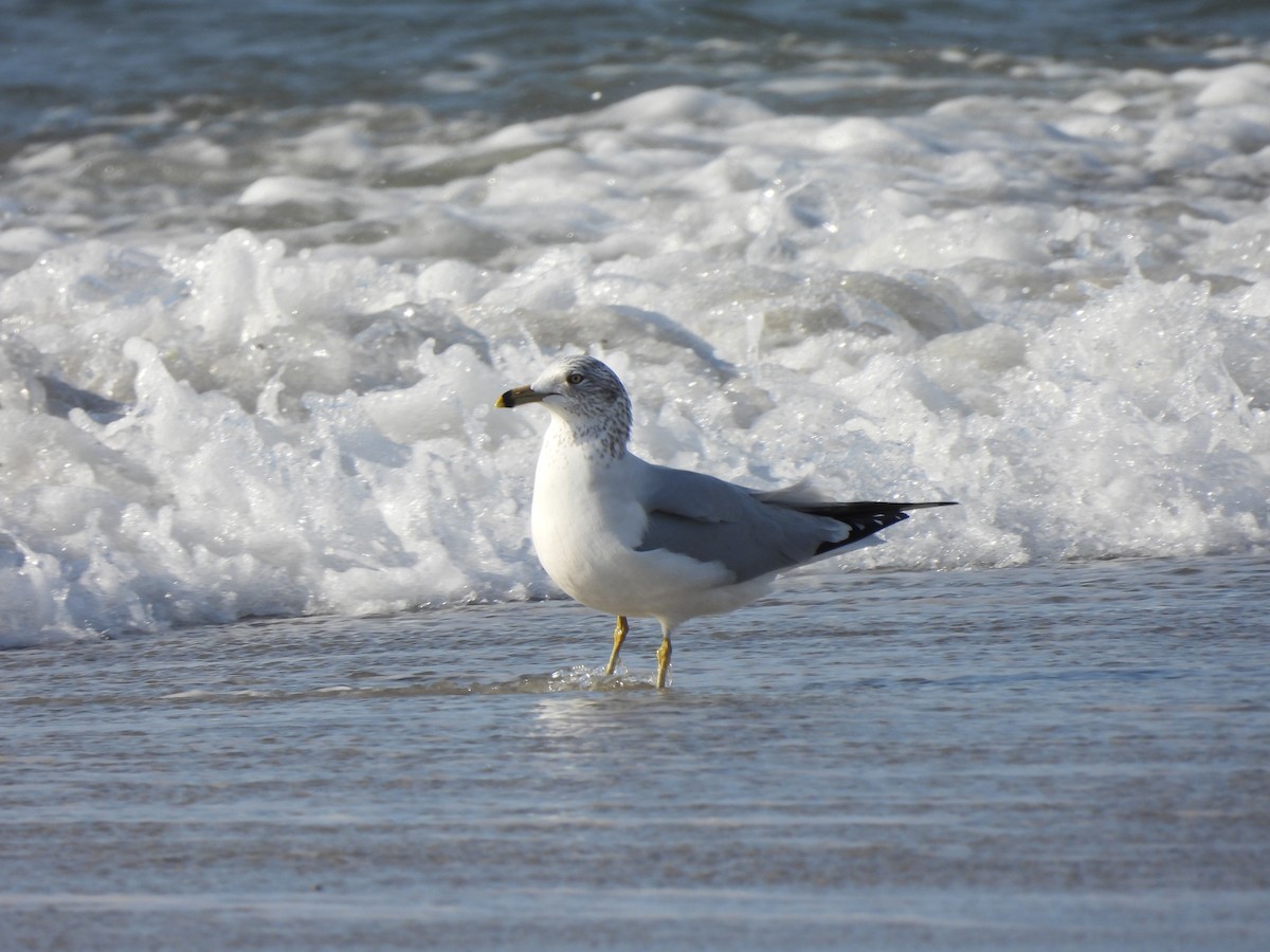 Ring-billed Gull - ML396256151