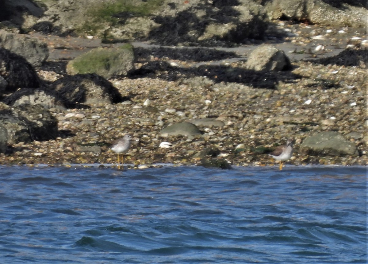 Greater Yellowlegs - ML396257351