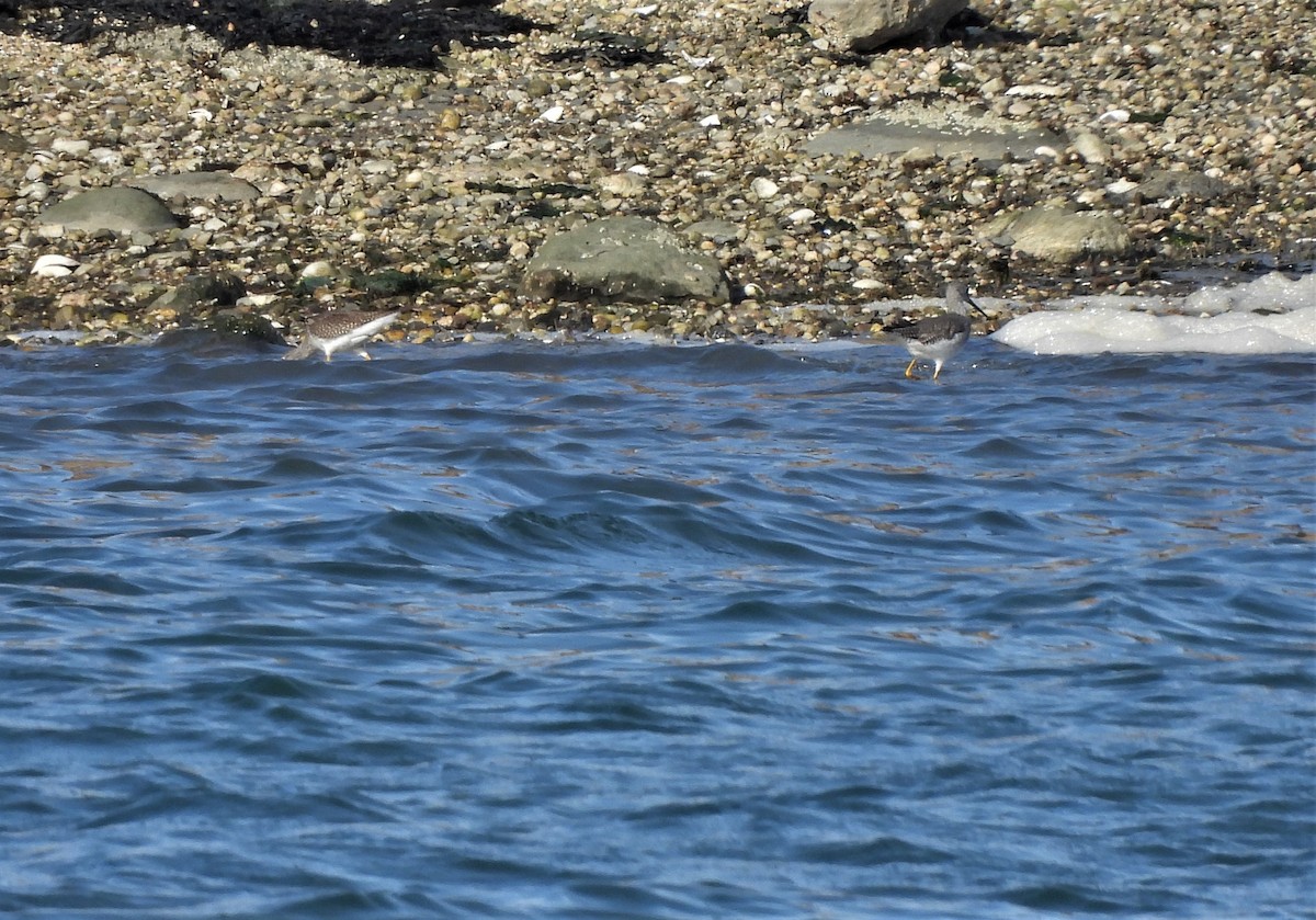 Greater Yellowlegs - ML396257381