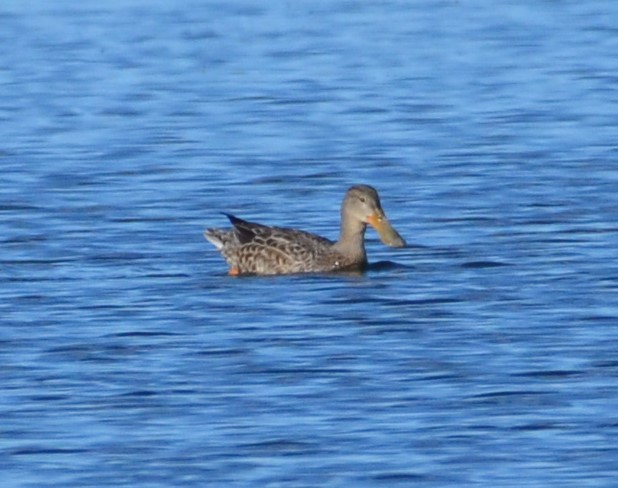 Canard souchet - ML396257991