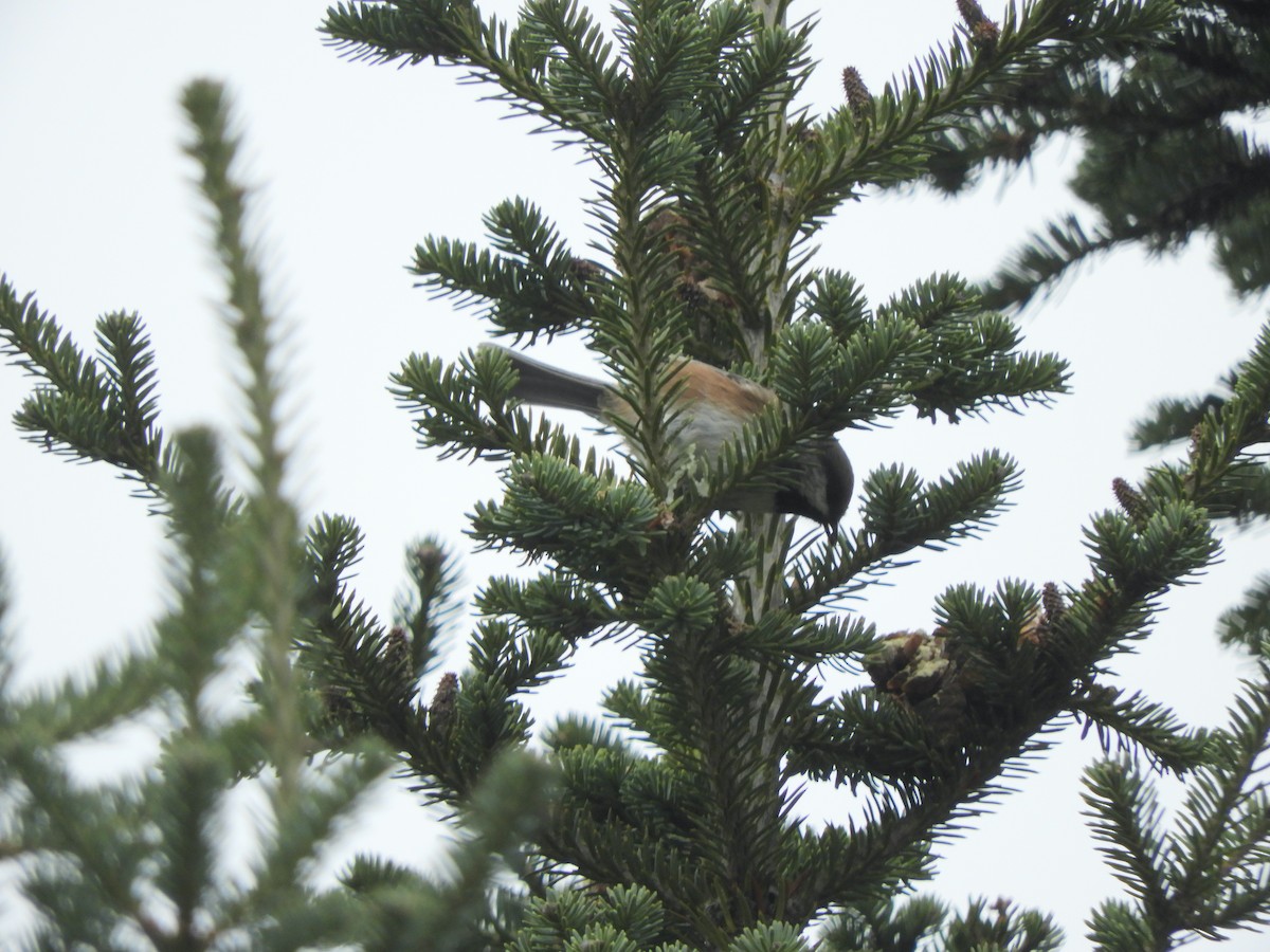 Boreal Chickadee - ML396258131