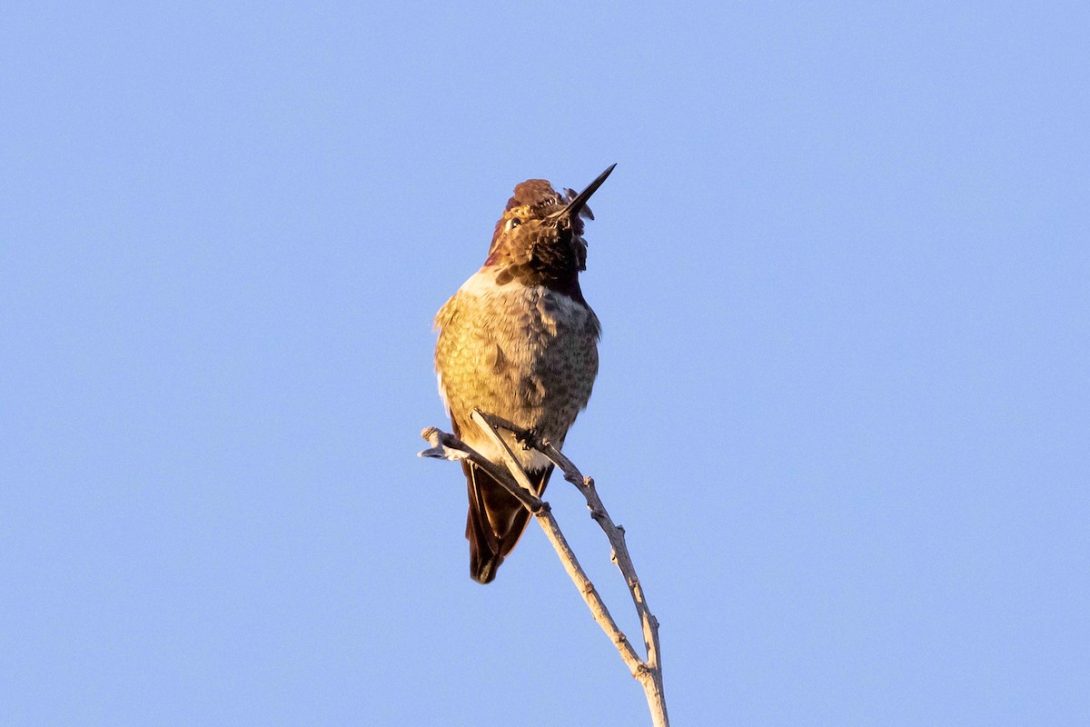 Anna's Hummingbird - ML396258181