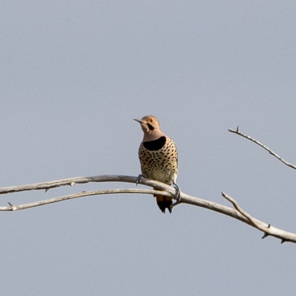 Northern Flicker (Yellow-shafted) - Steve McInnis