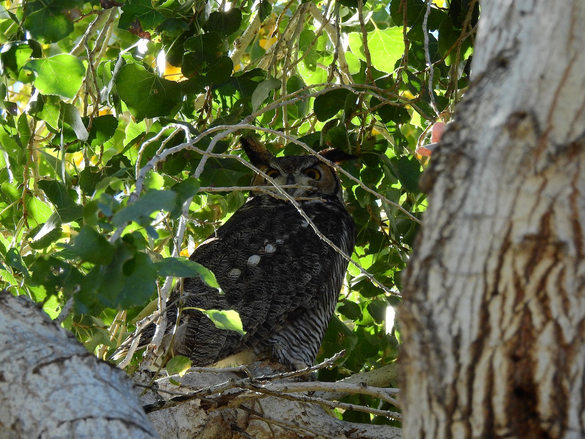 Great Horned Owl - Jeff and Allison Gross