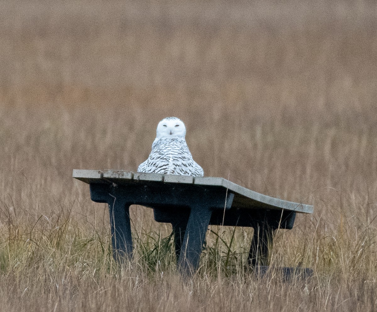 Snowy Owl - Tyler Nill