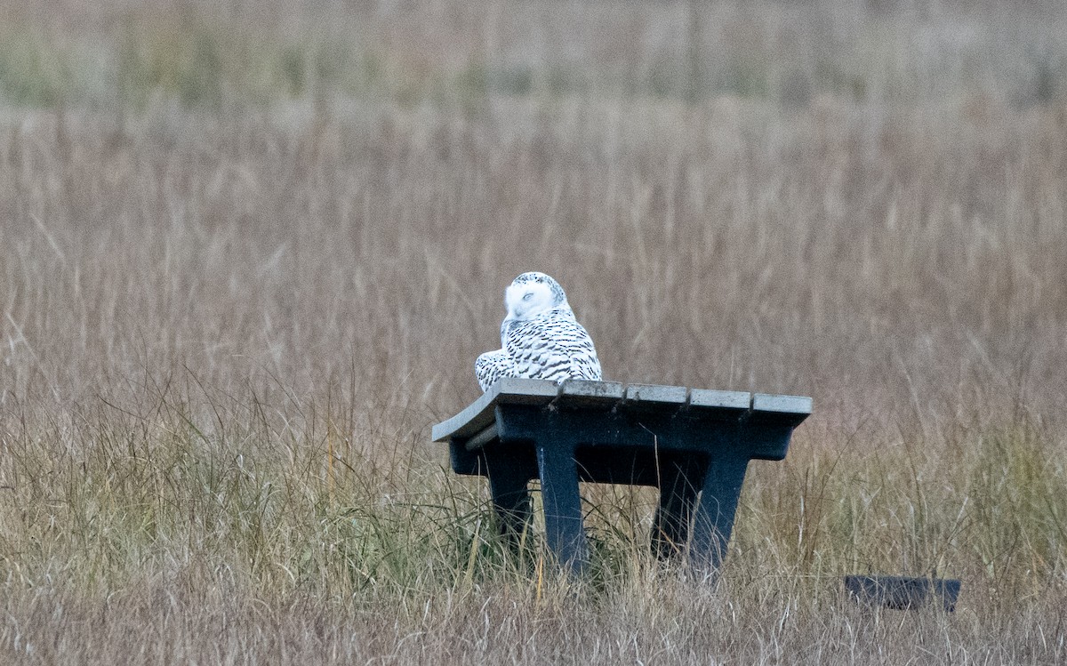 Snowy Owl - ML396263281