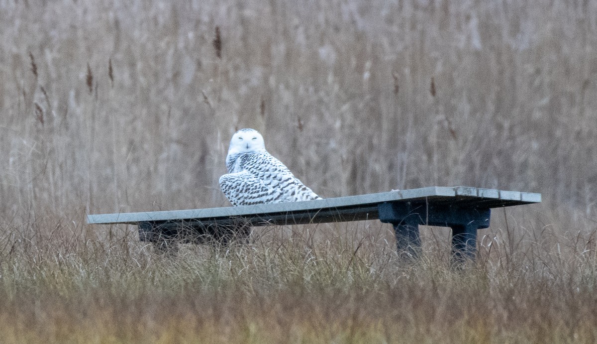 Snowy Owl - ML396263321