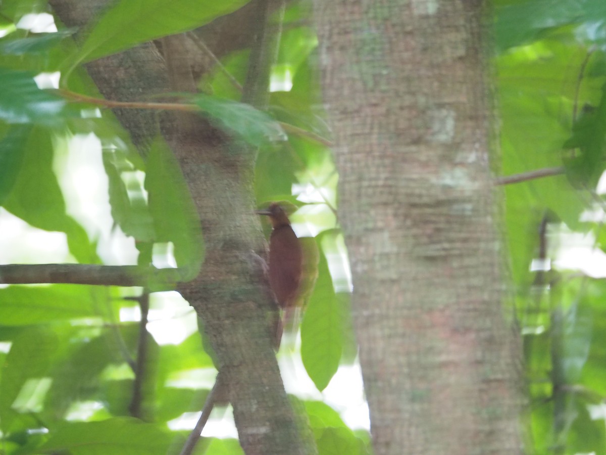 Ruddy Woodcreeper - ML396264111