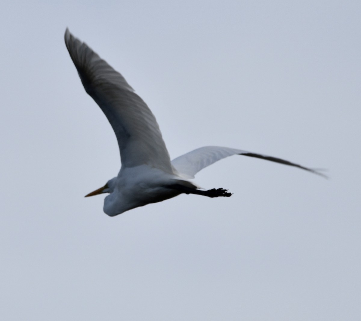 Great Egret - ML396269001