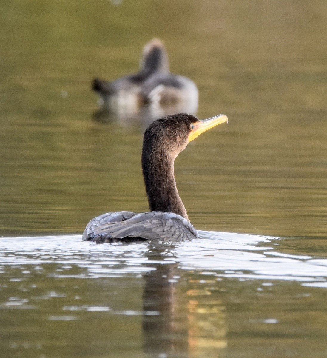 Double-crested Cormorant - ML396269021