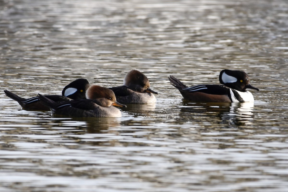 Hooded Merganser - ML396269111