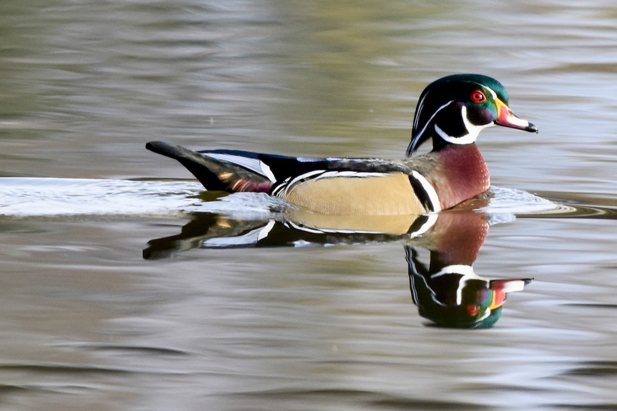 Wood Duck - ML396269221