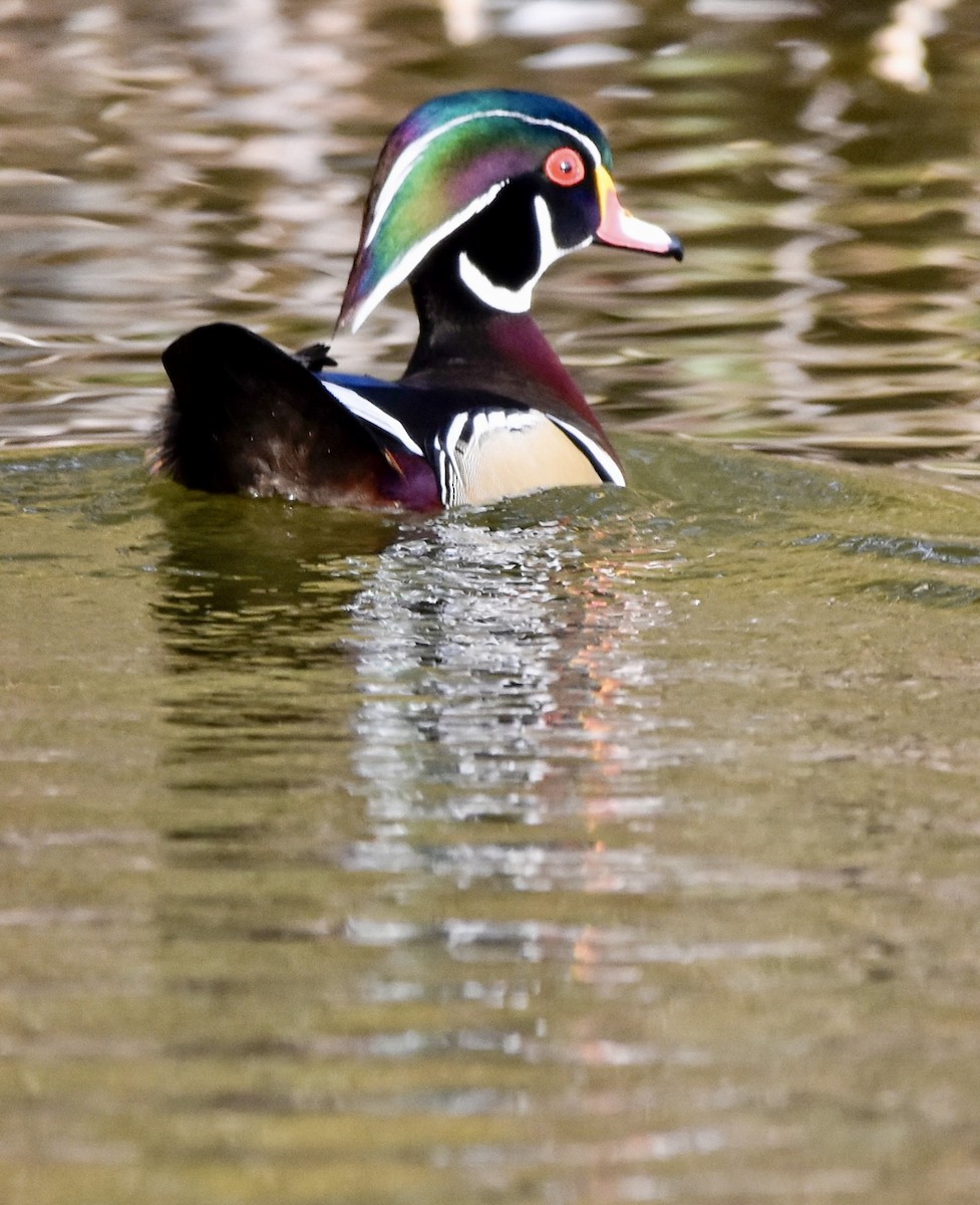 Wood Duck - ML396269231