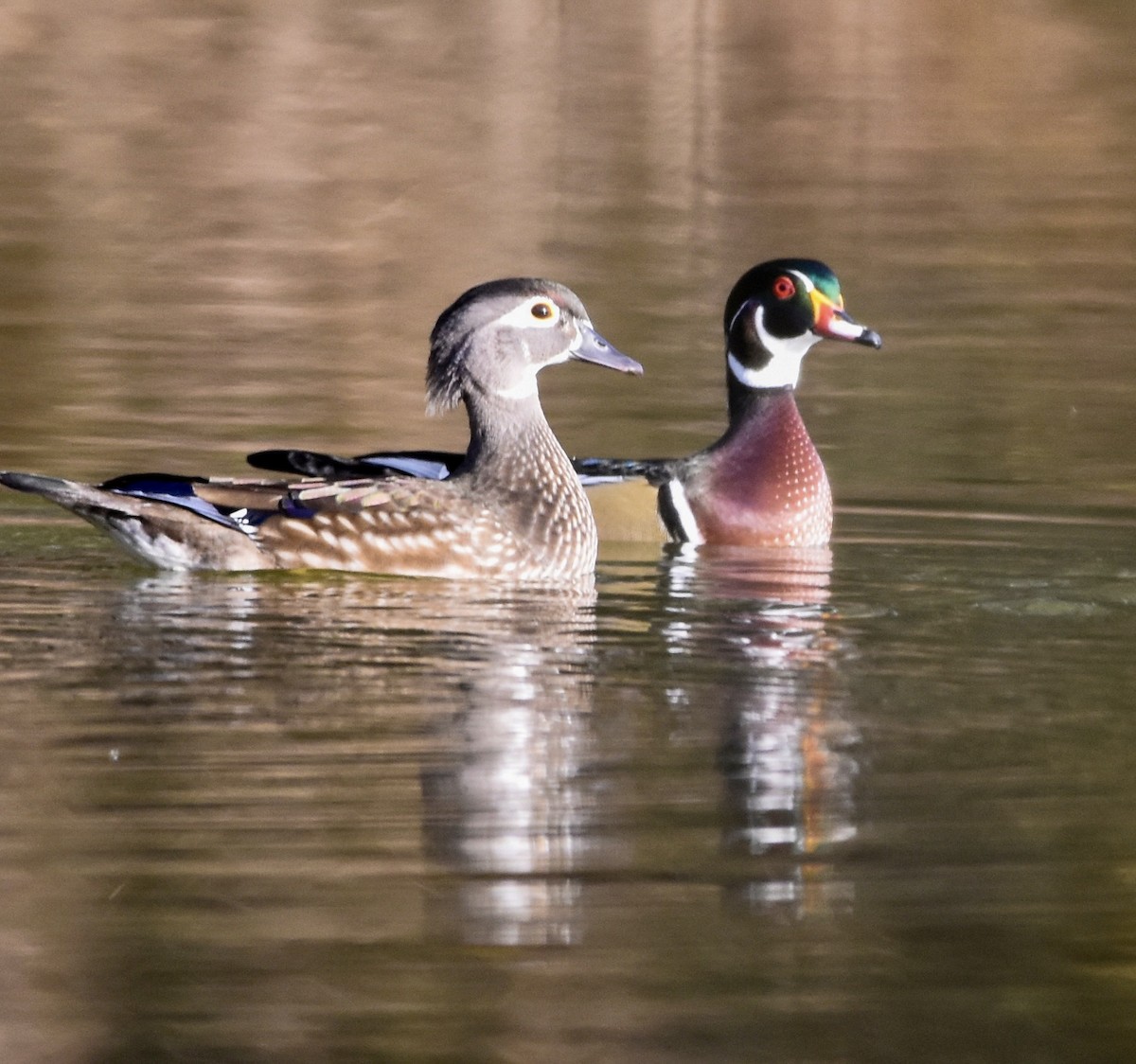 Wood Duck - ML396269241