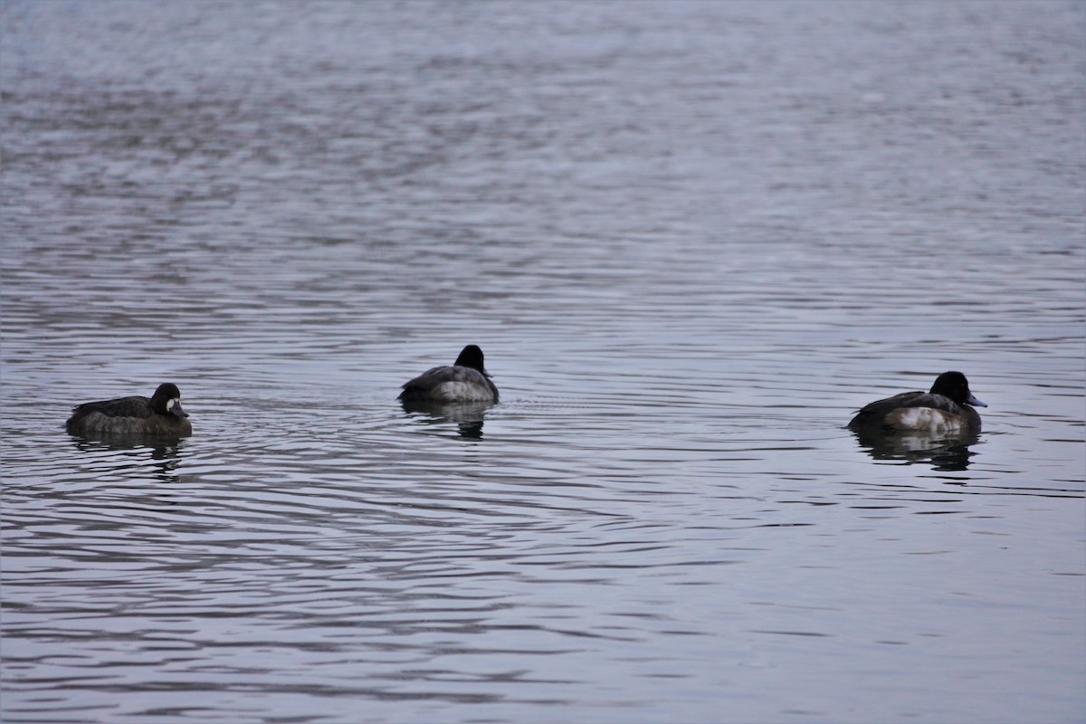 Greater Scaup - ML396270681