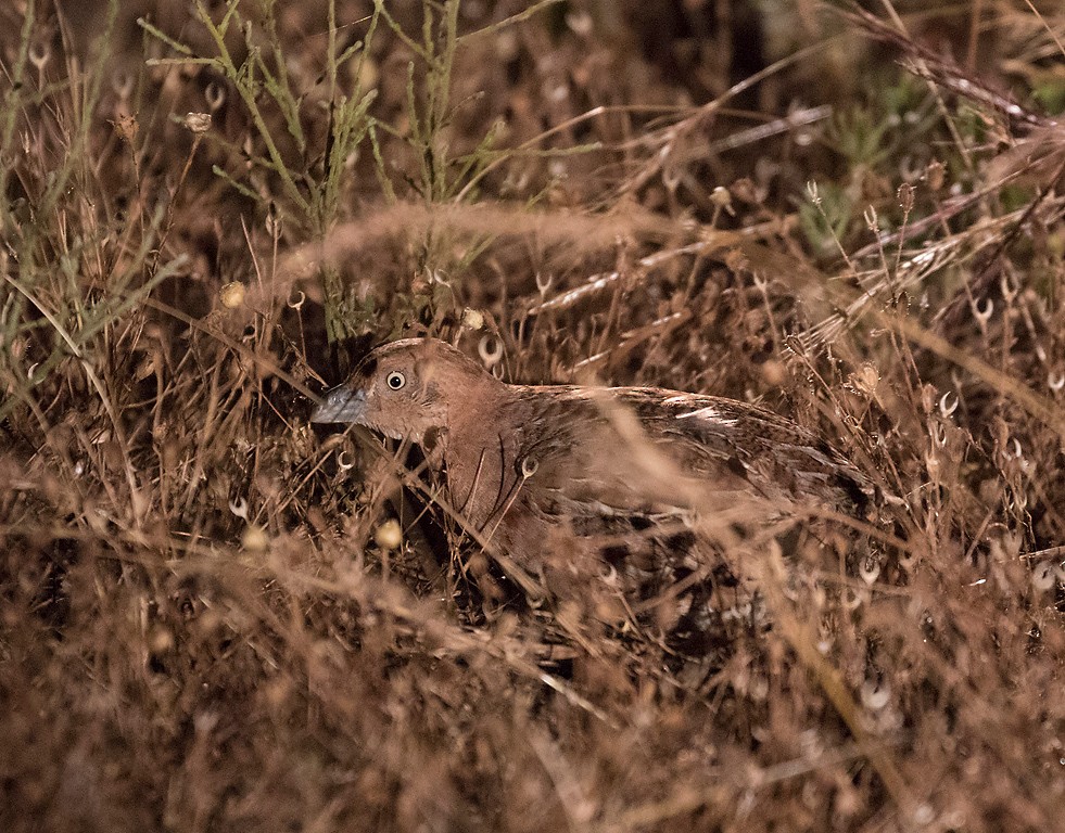 Little Buttonquail - ML396270811