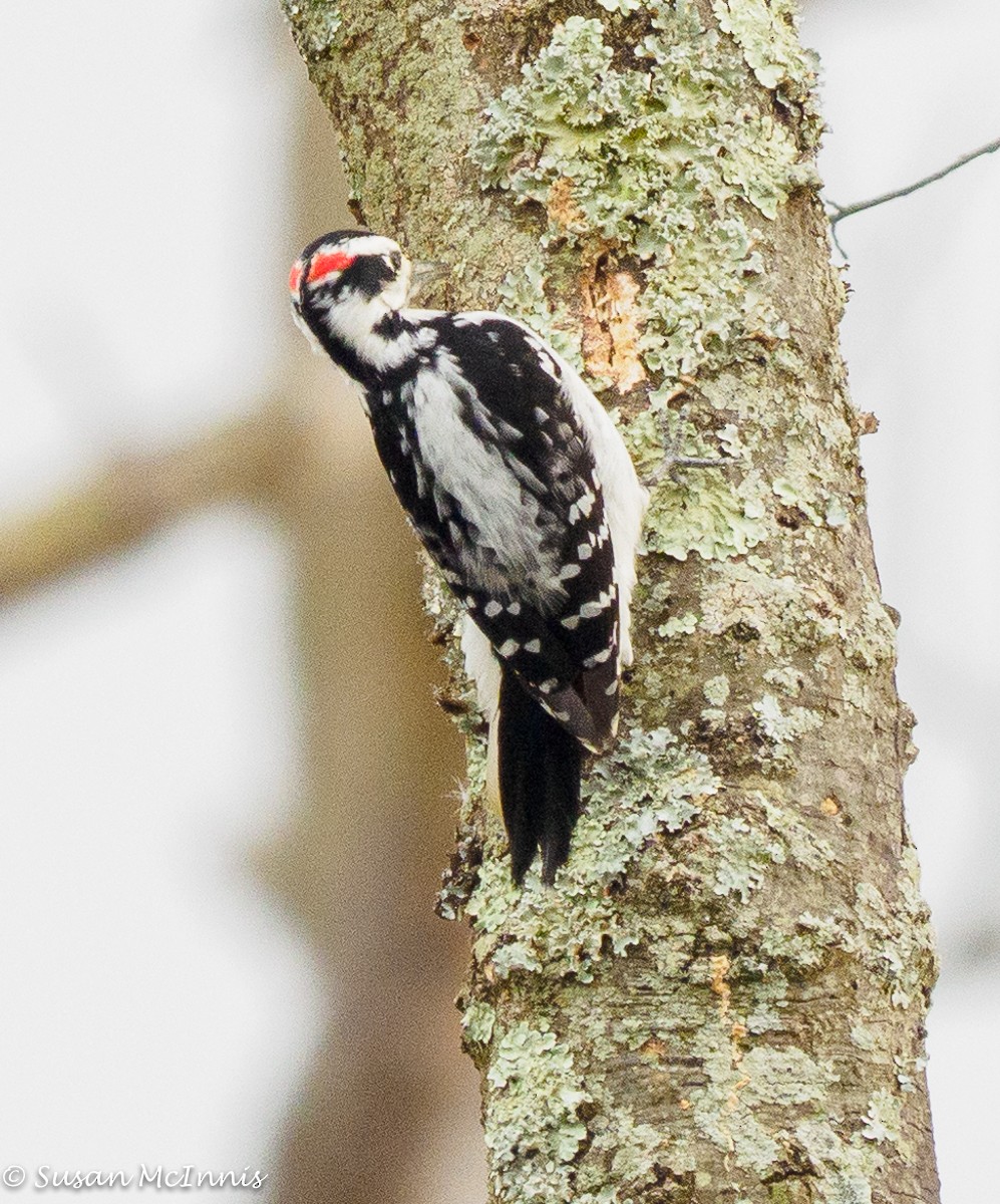 Downy Woodpecker - Susan Mac